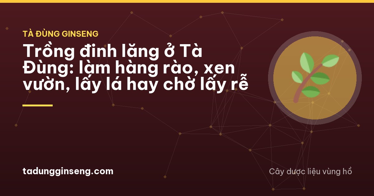 Neat hedge of polyscias shrubs with lacy dark green leaves along the edge of a red-soil coffee garden, farmer seen from behind trimming cuttings, overcast light